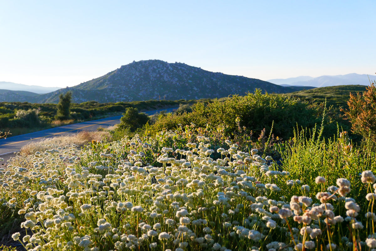 Highlighting the California Native Nations: A Road Trip from San Diego to Monterey