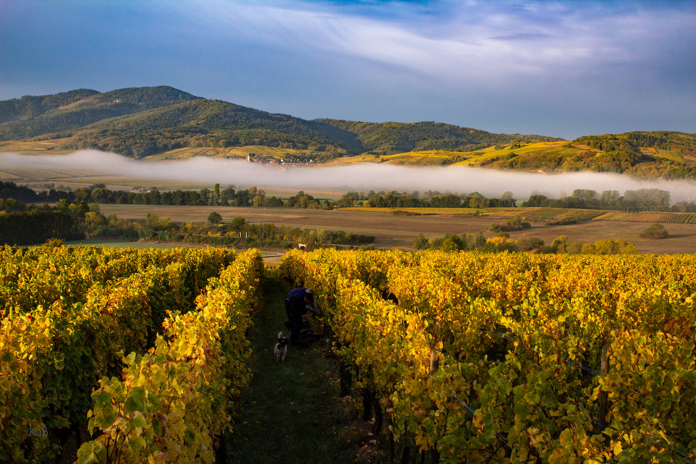 The Best Lesser-Known Wineries on France’s Alsace Wine Route
