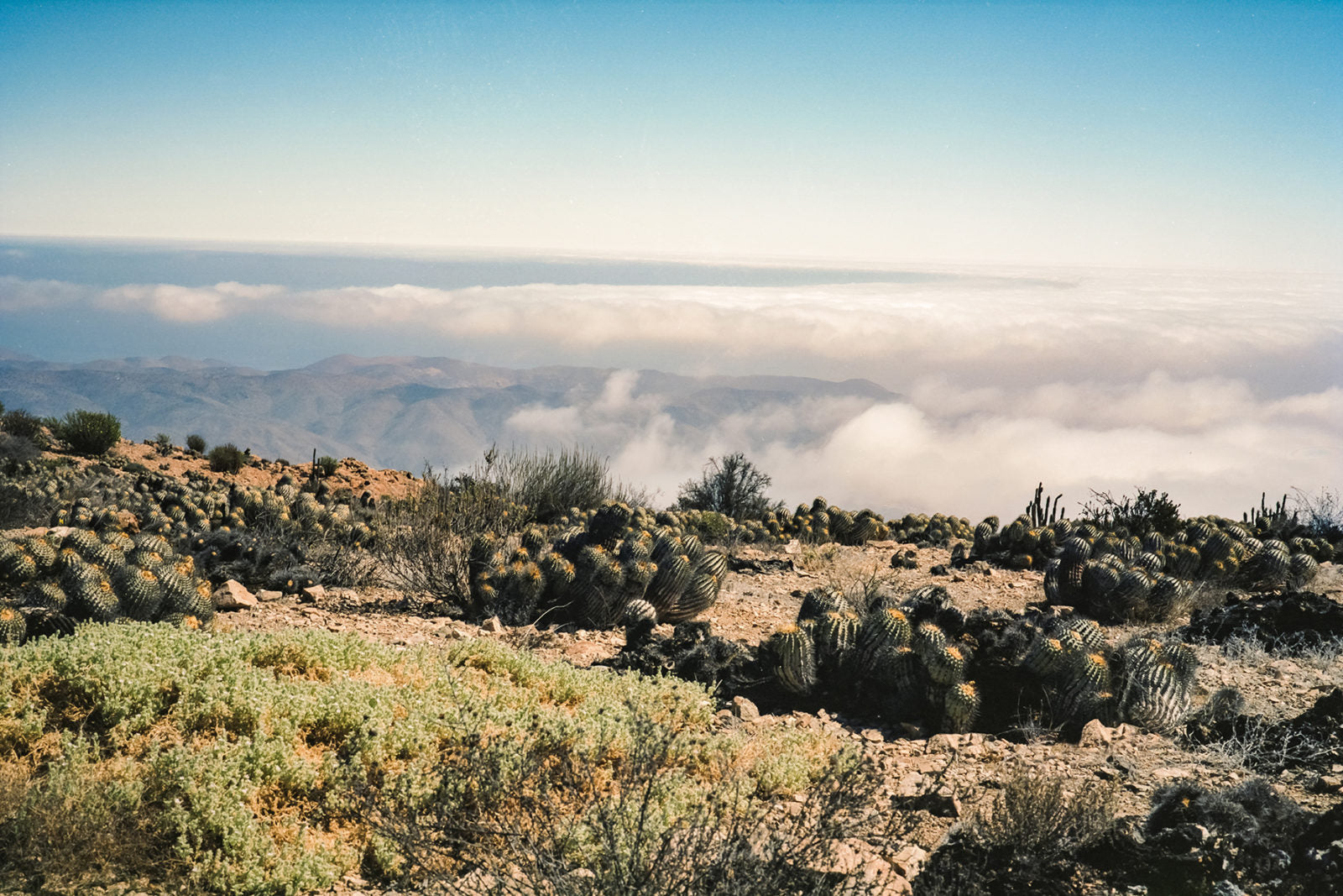 Welcome to the Atacama Desert in Chile, Where Cacti Are More Than Trendy Houseplants