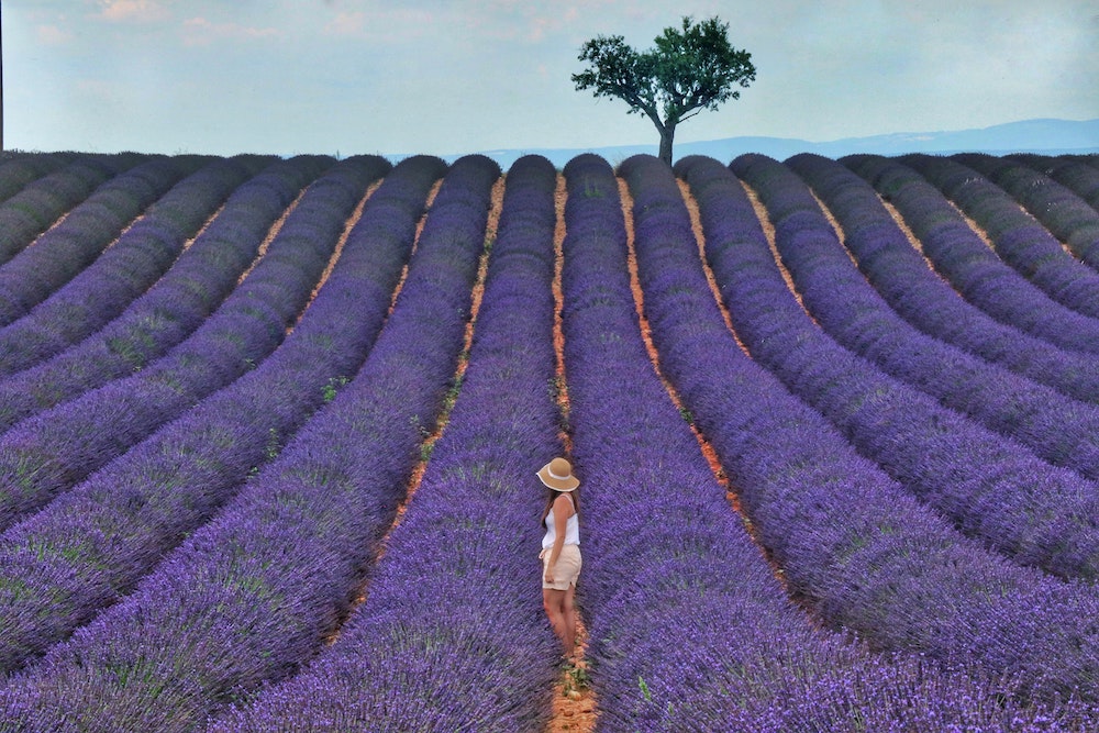 Where to Travel to See the World's Best Lavender Fields