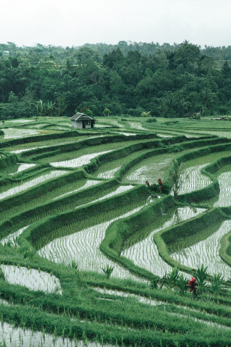 The Day Trip: From Ubud, Bali to the Jatiluwih Rice Terrace