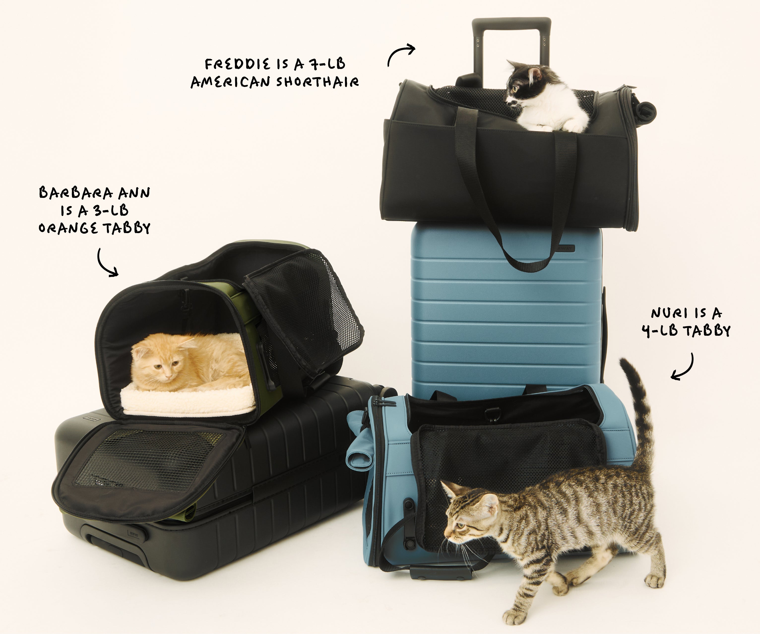 The Pet Carrier in Coast Blue