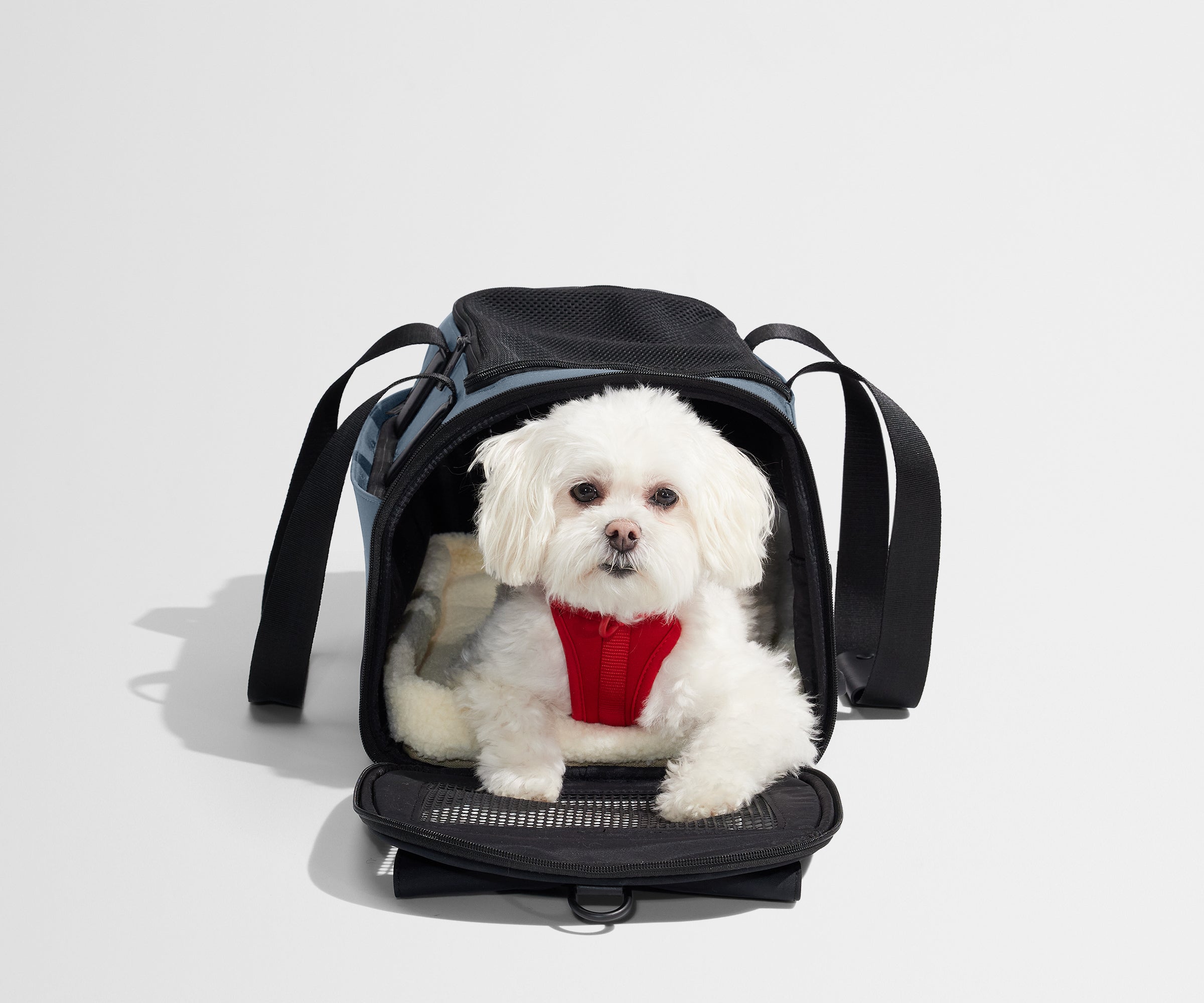 The Pet Carrier in Coast Blue